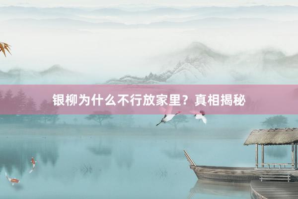 银柳为什么不行放家里？真相揭秘